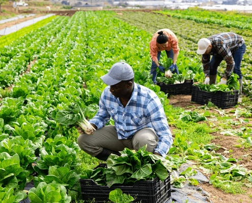 portrait-man-seasonal-farm-worker-600nw-2262970031
